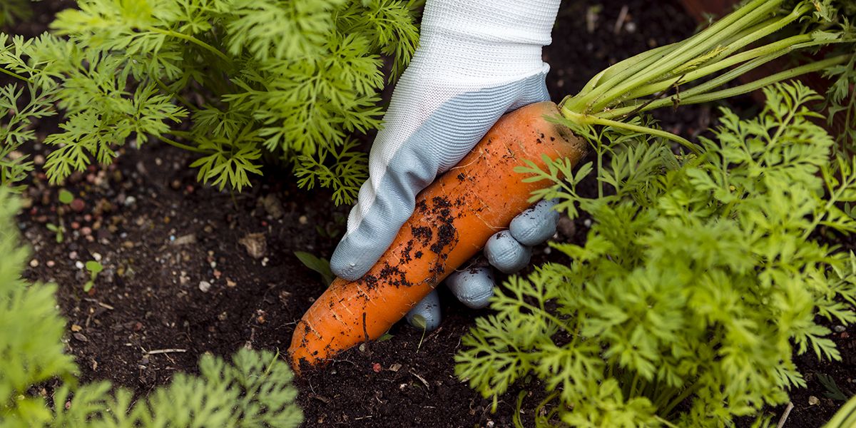 Démystifier le jardinage : 8 idées reçues à abandonner