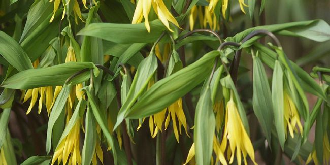 Découverte de l'uvularia à grandes fleurs : une perle des sous-bois