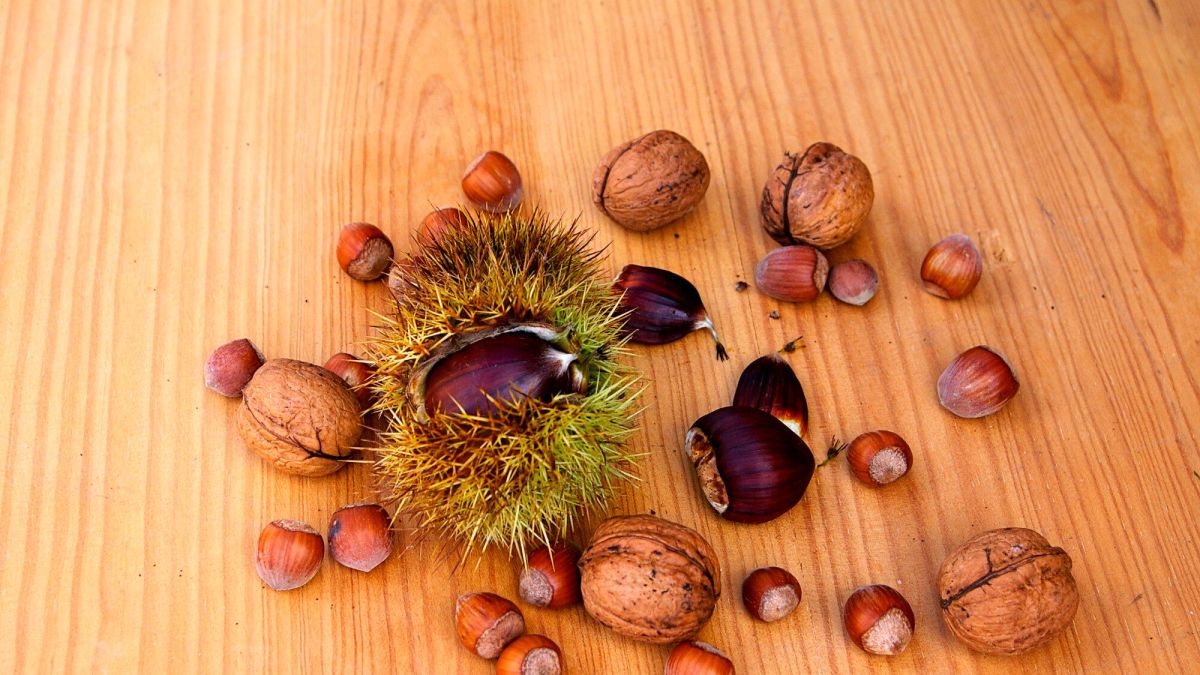 Récolte d'automne : astuces pour profiter des noix, noisettes et châtaignes