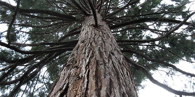 Séquoia à feuilles d'If (Sequoia sempervirens), un arbre majestueux