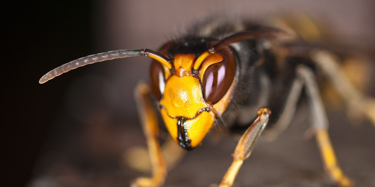 Comment construire un piège à frelons asiatiques efficace et naturel ?