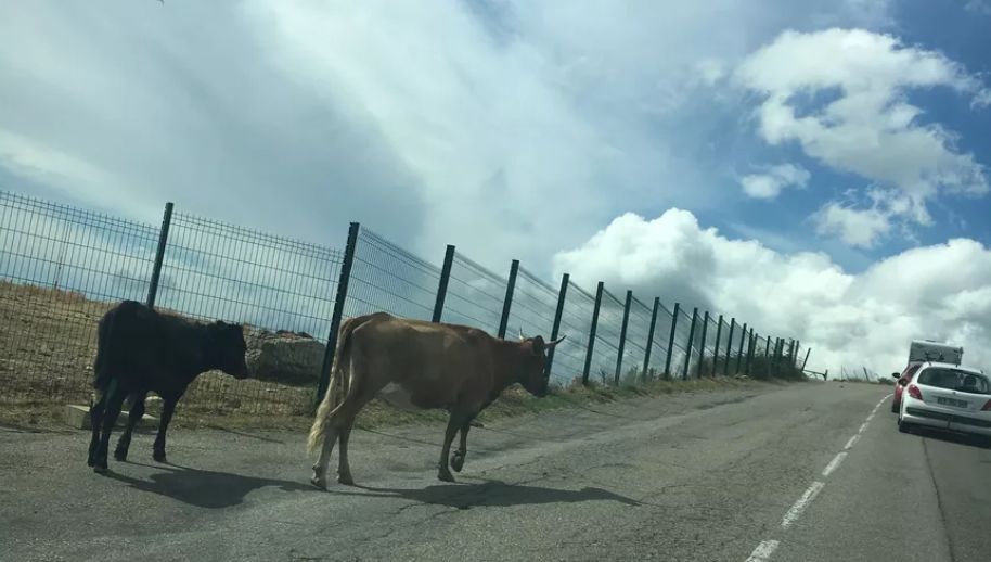 Corse : vers une réconciliation entre agriculture et divagation animale ?