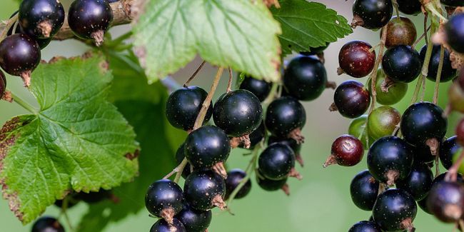 Découvrez les secrets du cassis pour des confitures irrésistibles