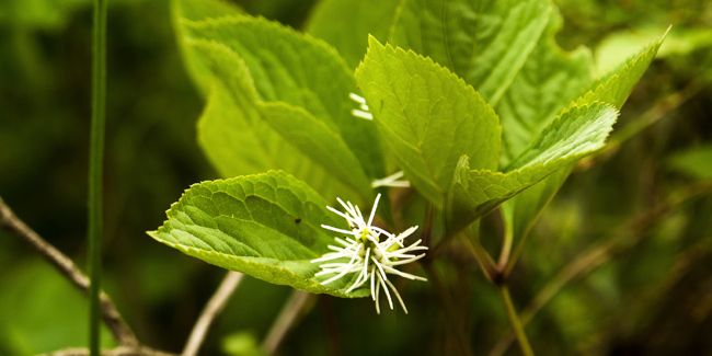 Chloranthus : la vivace qui embellit vos espaces ombragés