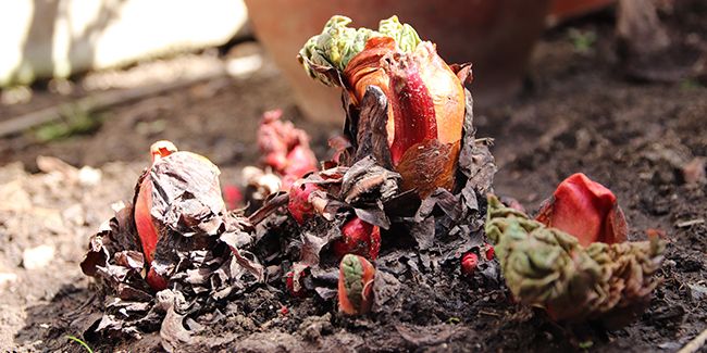 Diviser la rhubarbe : guide pratique pour un jardin florissant