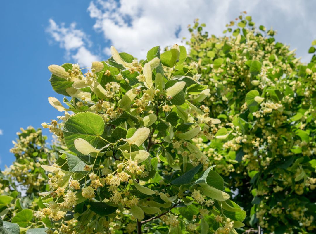 Le tilleul : un arbre au cœur des jardins