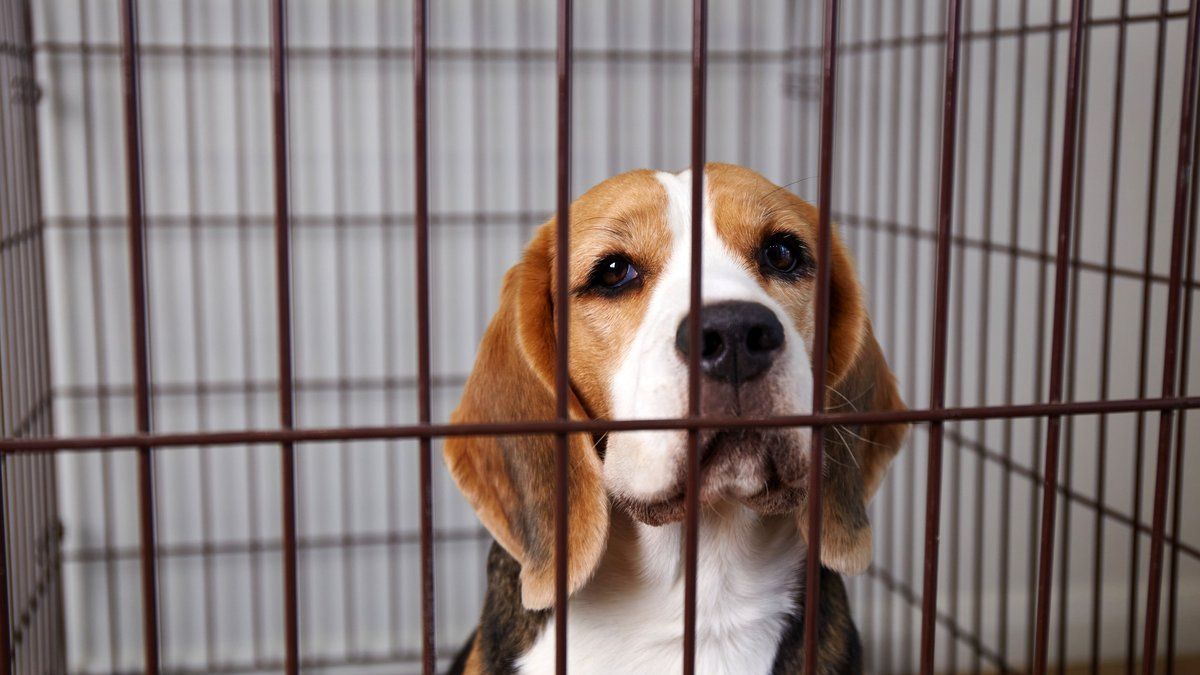 Un nouveau souffle pour 1 500 beagles sauvés de l'expérimentation