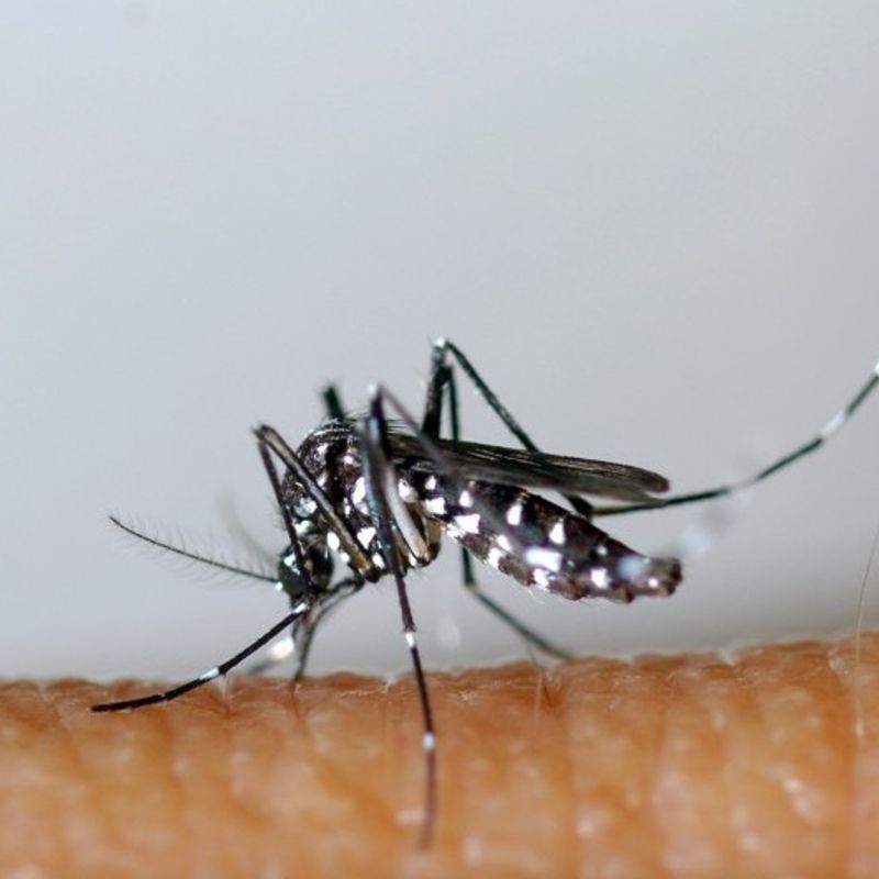 le retour précoce des moustiques : un signe alarmant du réchauffement climatique