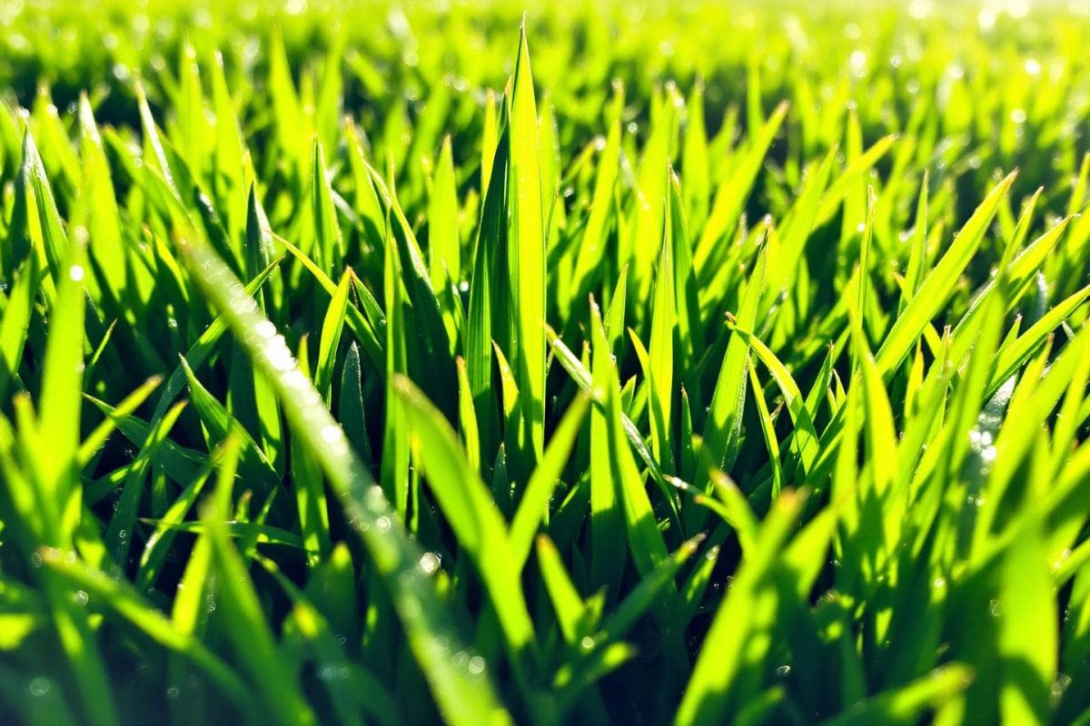 Préservez votre tapis vert cet été : astuces pour éviter le jaunissement