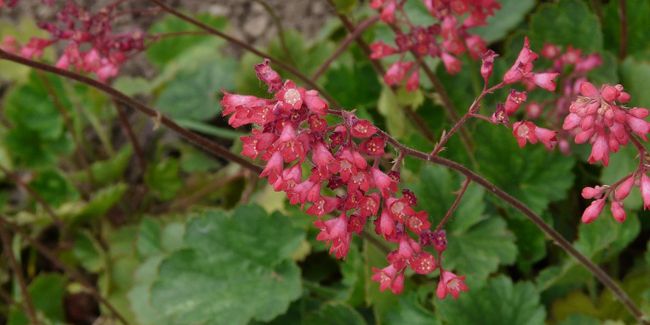 découvrez l'heuchère, la plante aux couleurs étonnantes