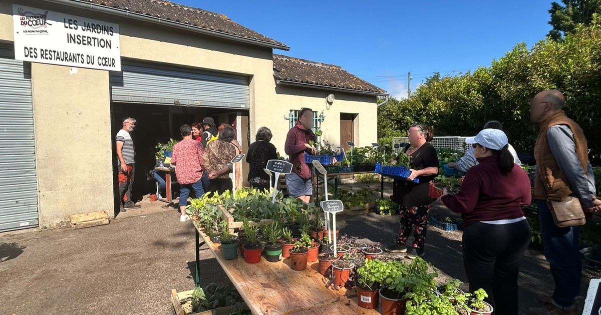 Des plants de légumes à petit prix : les Jardins du Cœur d'Avoine en action