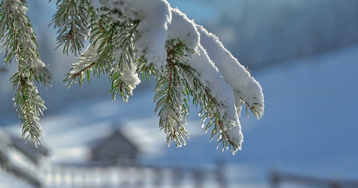 protégez vos plantes du jardin face à l'arrivée de la neige
