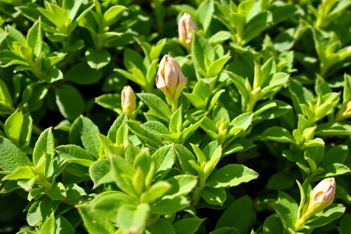 Préparez votre jardin : l'importance de tailler vos arbustes en fin d'été