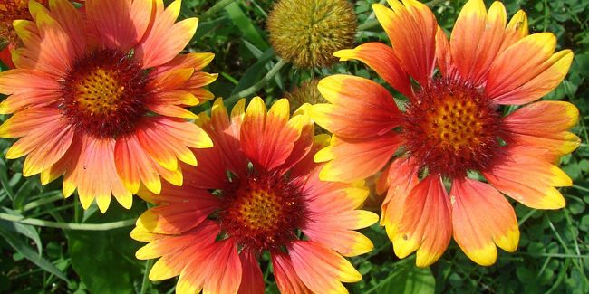Gaillarde : une explosion de couleurs au jardin