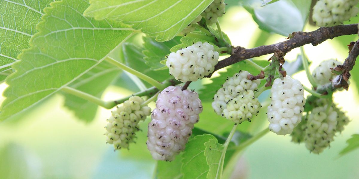 À la découverte du mûrier blanc, un arbre d’ombre aux multiples facettes