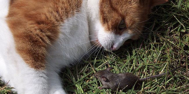 Comment éloigner les souris de votre jardin avec efficacité ?