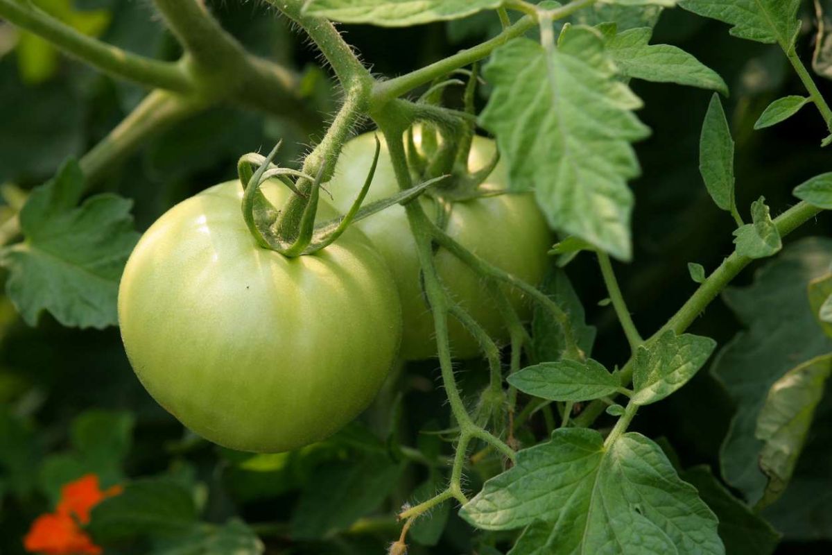Transformez vos tomates vertes en délices : les meilleures astuces à découvrir