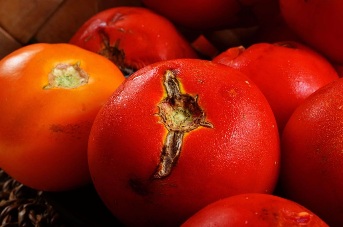 Comment lutter efficacement contre la pourriture apicale des tomates