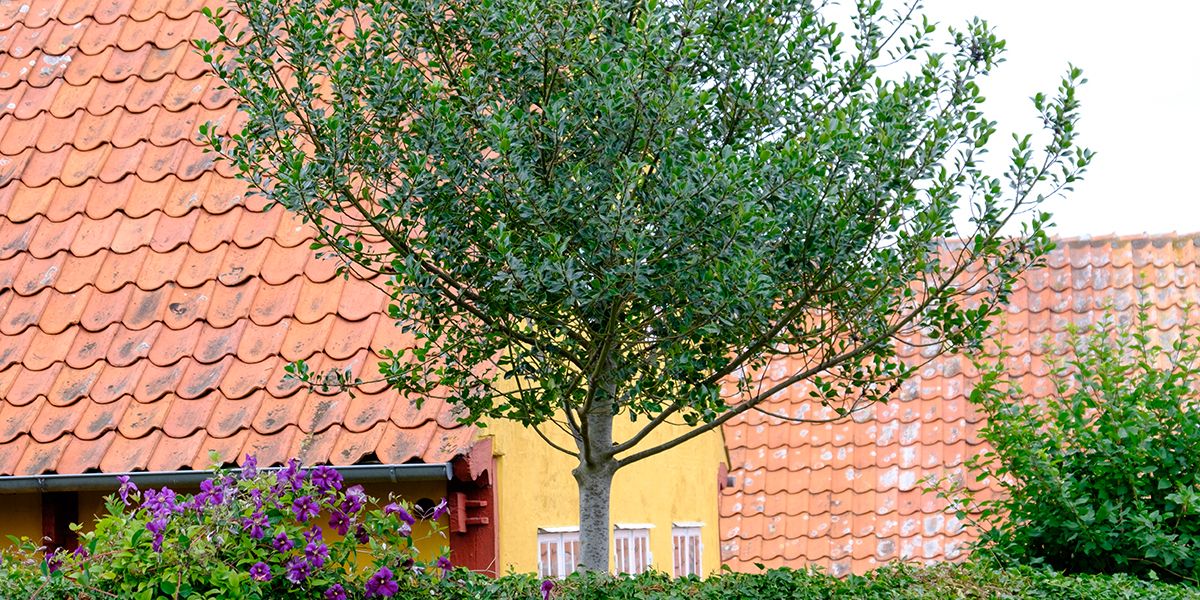 Choisir judicieusement l'emplacement de votre arbre d'ombrage
