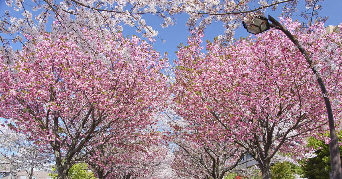 Le cerisier du Japon : quand la beauté prend vie