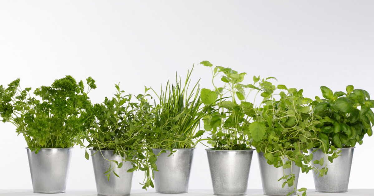 Mon mini-jardin de plantes aromatiques