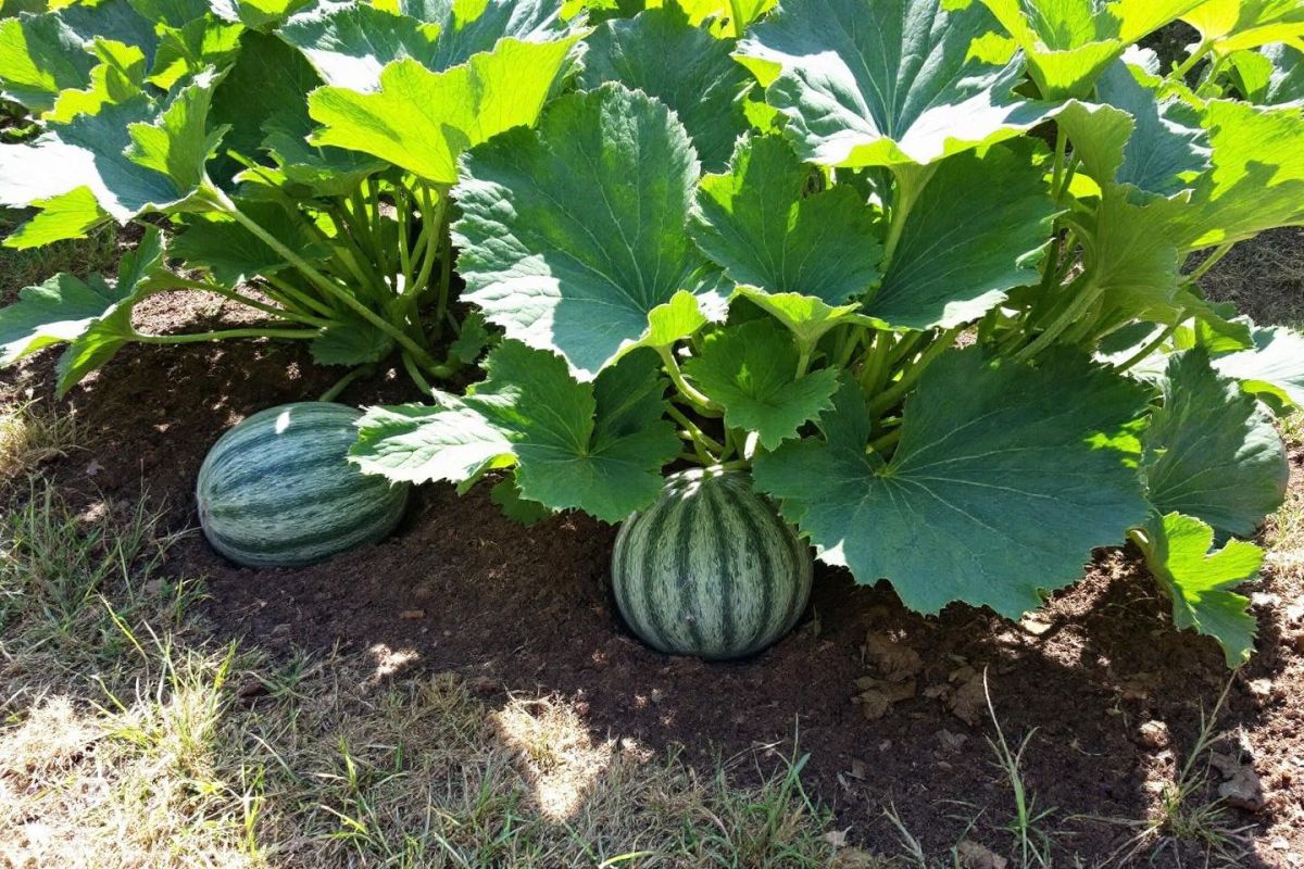 Démarrez votre aventure avec le melon à semer dès juillet pour une récolte estivale irrésistible