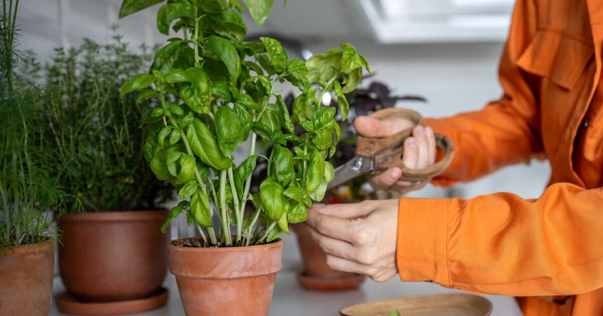 Du basilic à profusion : maîtrisez l'art du bouturage