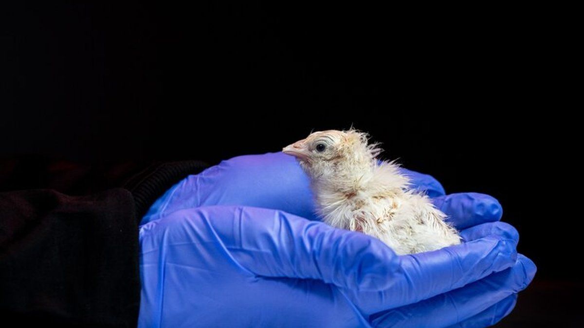 Une avancée incroyable : des poussins issus d'œufs artificiels et l'espoir de ressusciter des espèces perdues