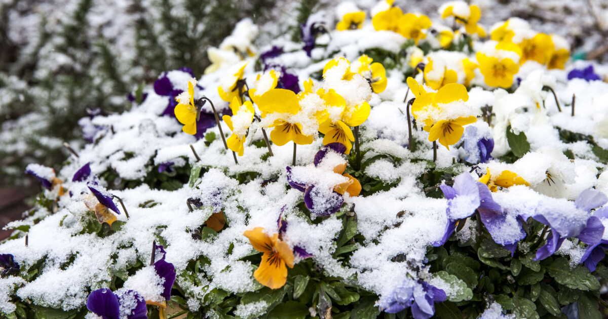 Cinq plantes robustes pour affronter le froid et embellir votre jardin