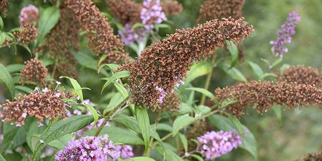 L’art de tailler le buddleia pour un jardin épanoui
