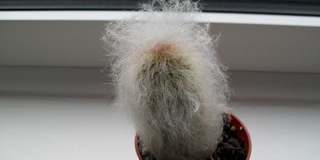 La tête de vieillard (Cephalocereus senilis), ou barbe de vieillard