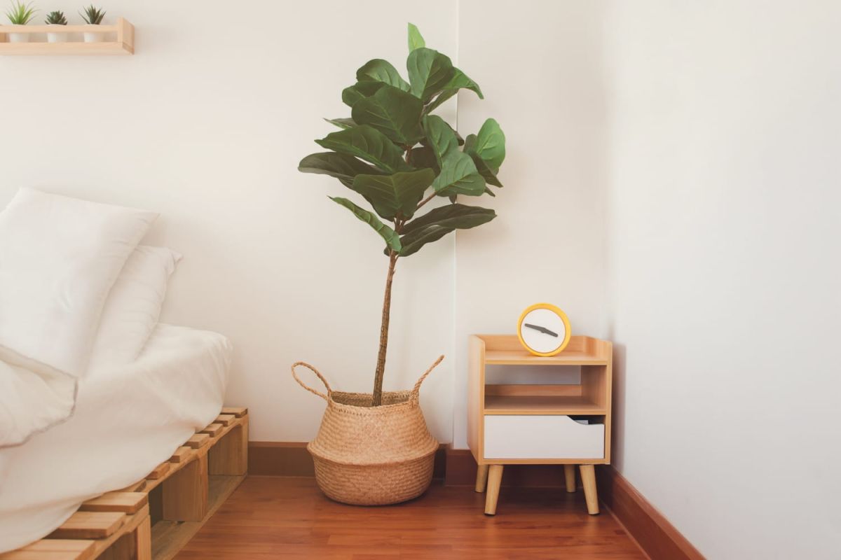Transformez votre intérieur avec ces arbres faciles à entretenir