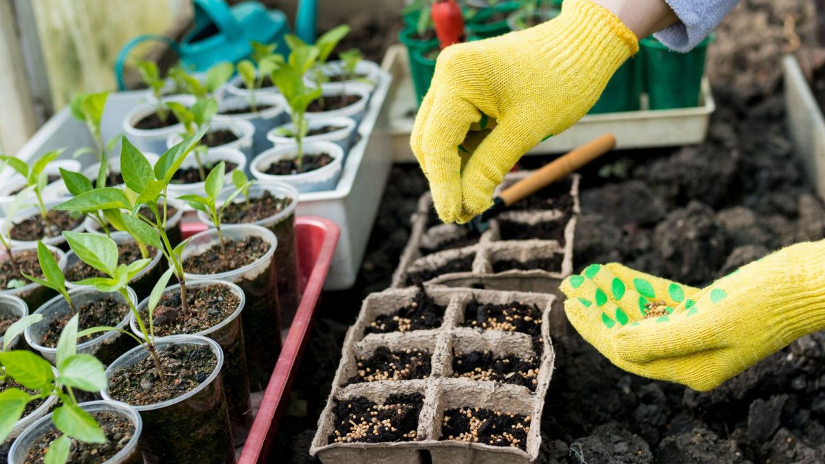 Des plantes gratuites pour embellir votre jardin