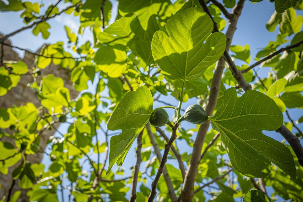 Découvrez les secrets cachés des feuilles de figuier : un trésor souvent méconnu