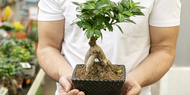 L'art de rempoter un bonsaï : conseils pratiques