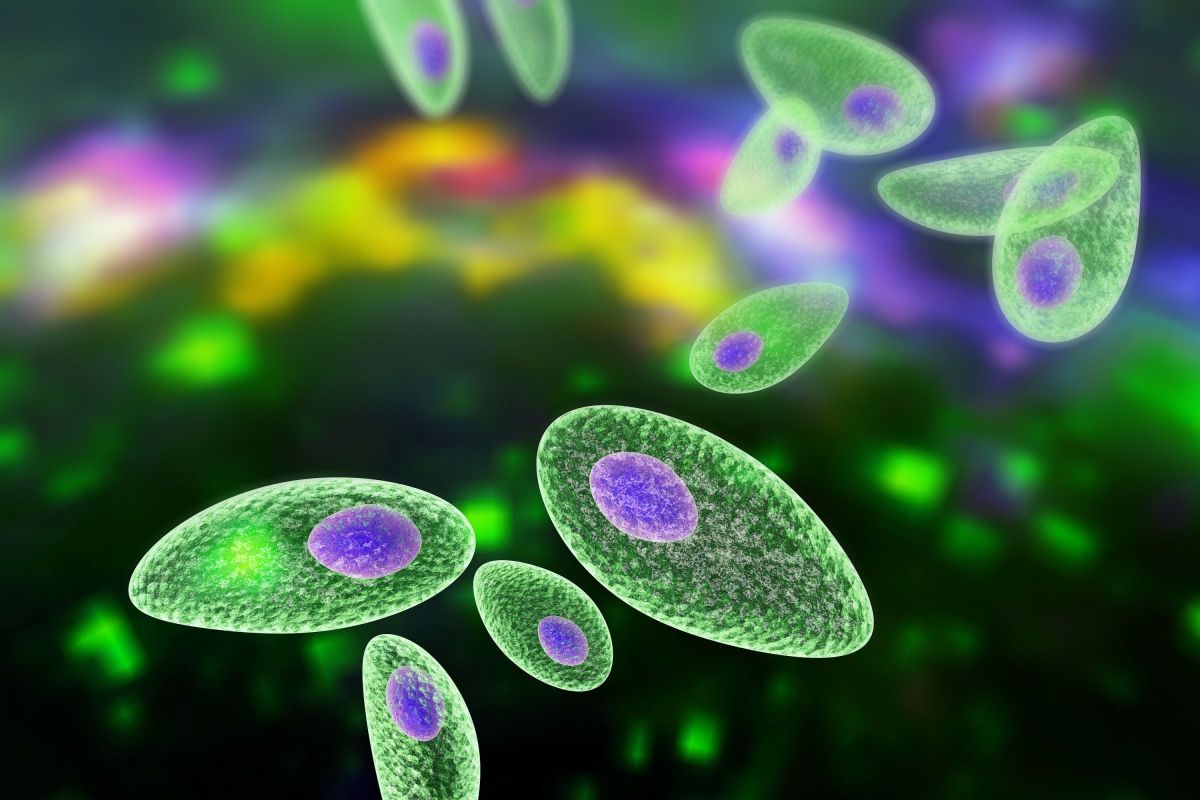 L'ambition liée au parasite de la toxoplasmose