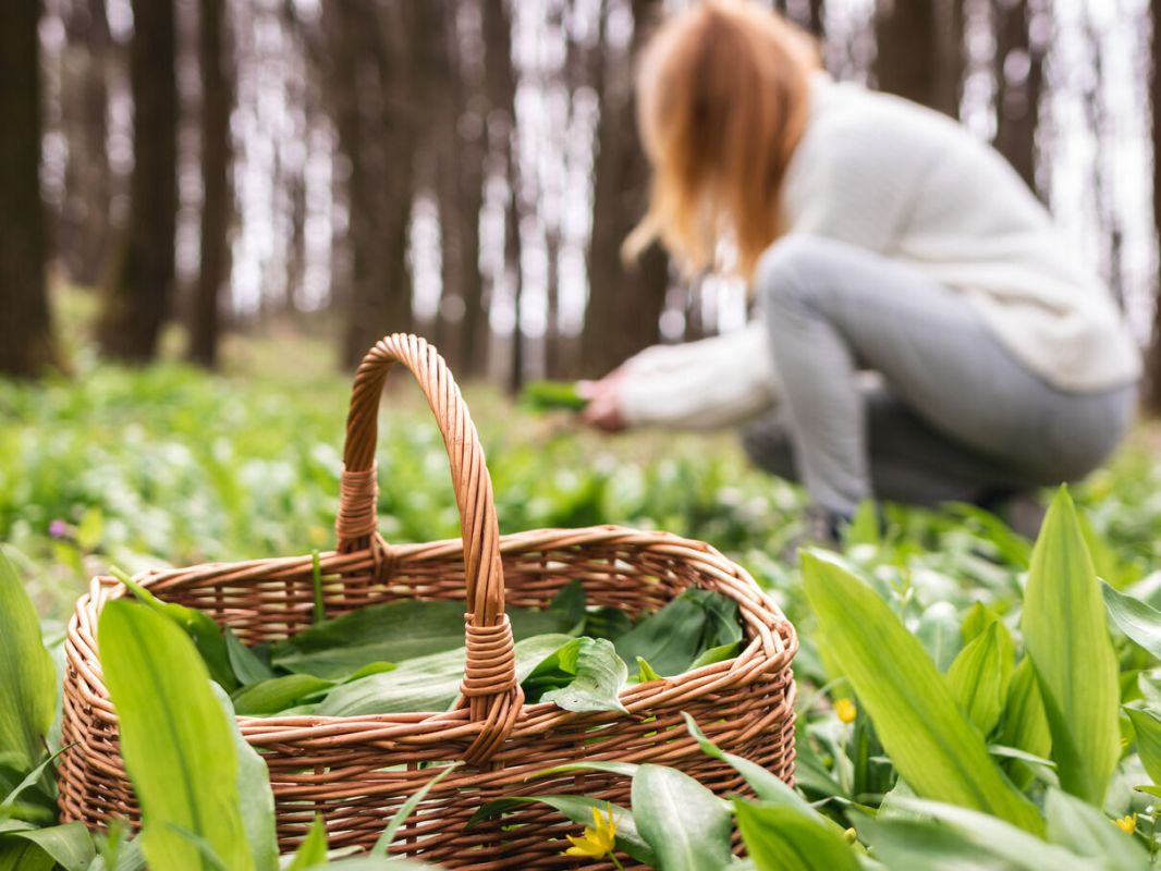 Cueillette de plantes sauvages : les clés pour éviter l'intoxication