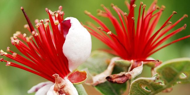Feijoa (Acca sellowiana), le goyavier du Brésil