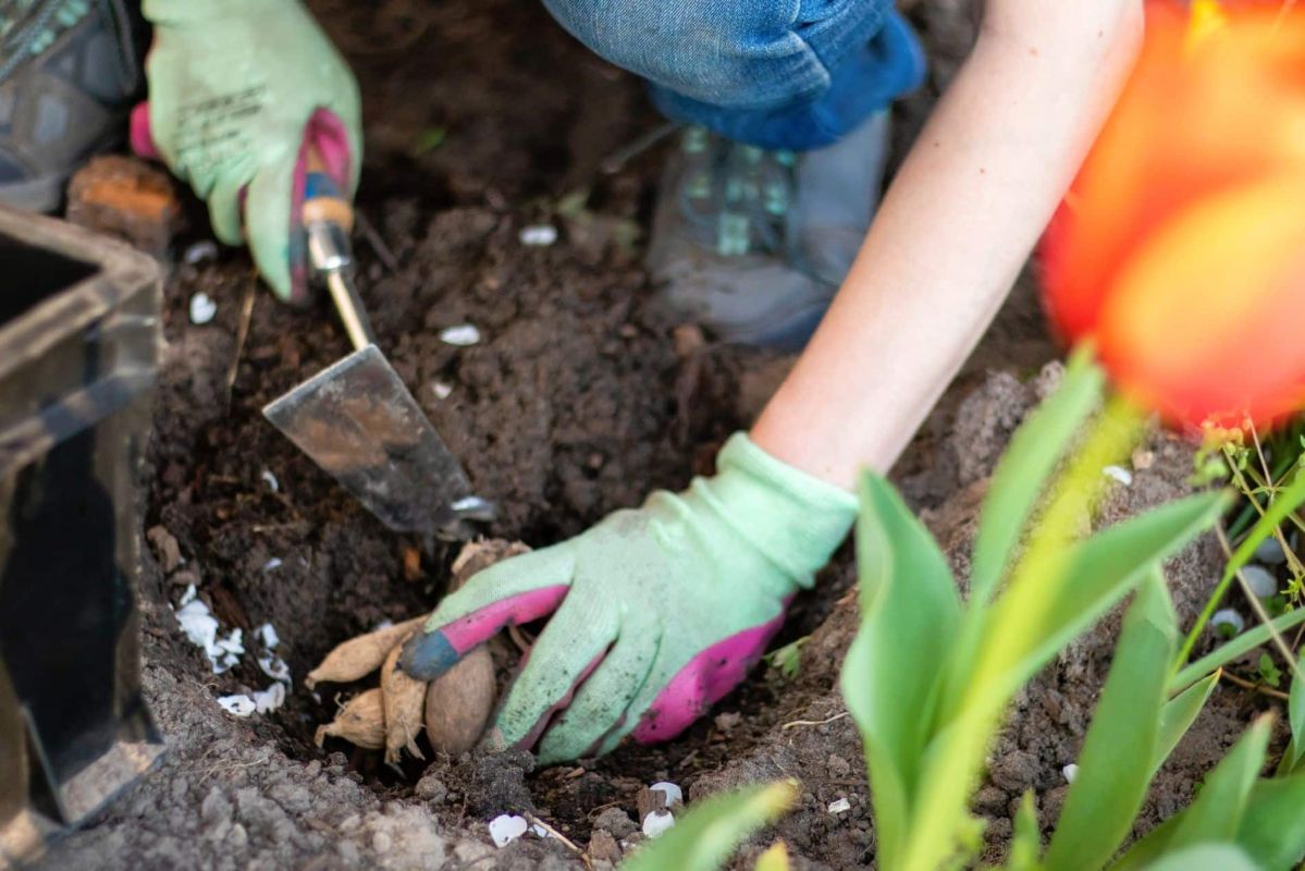 C'est le moment idéal pour planter vos dahlias : ne manquez pas cette opportunité