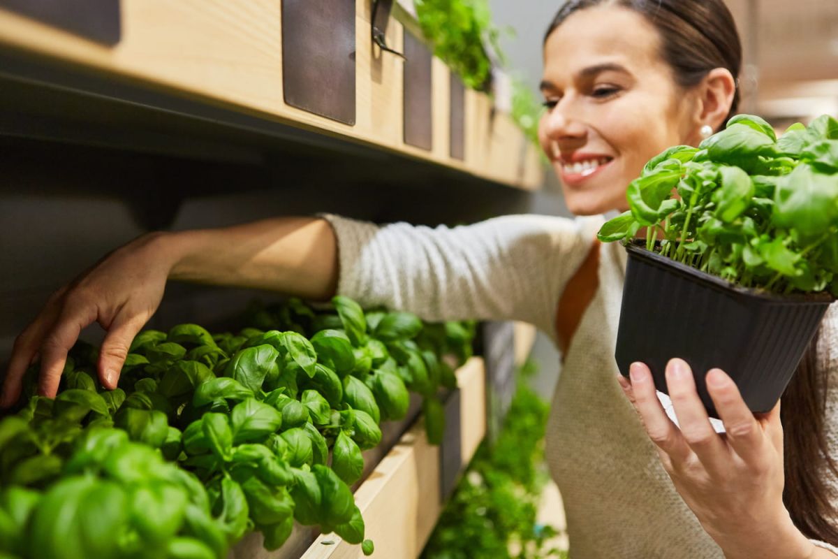 le secret pour faire durer votre basilic de supermarché
