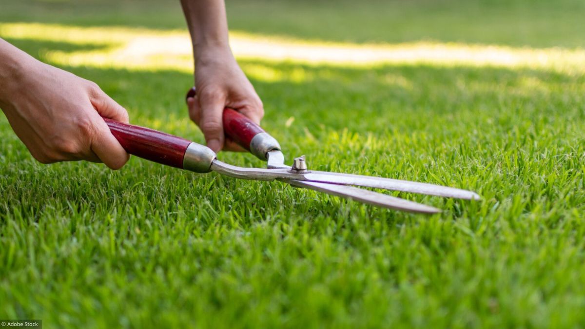Astuces pour transformer votre pelouse en un écrin de verdure