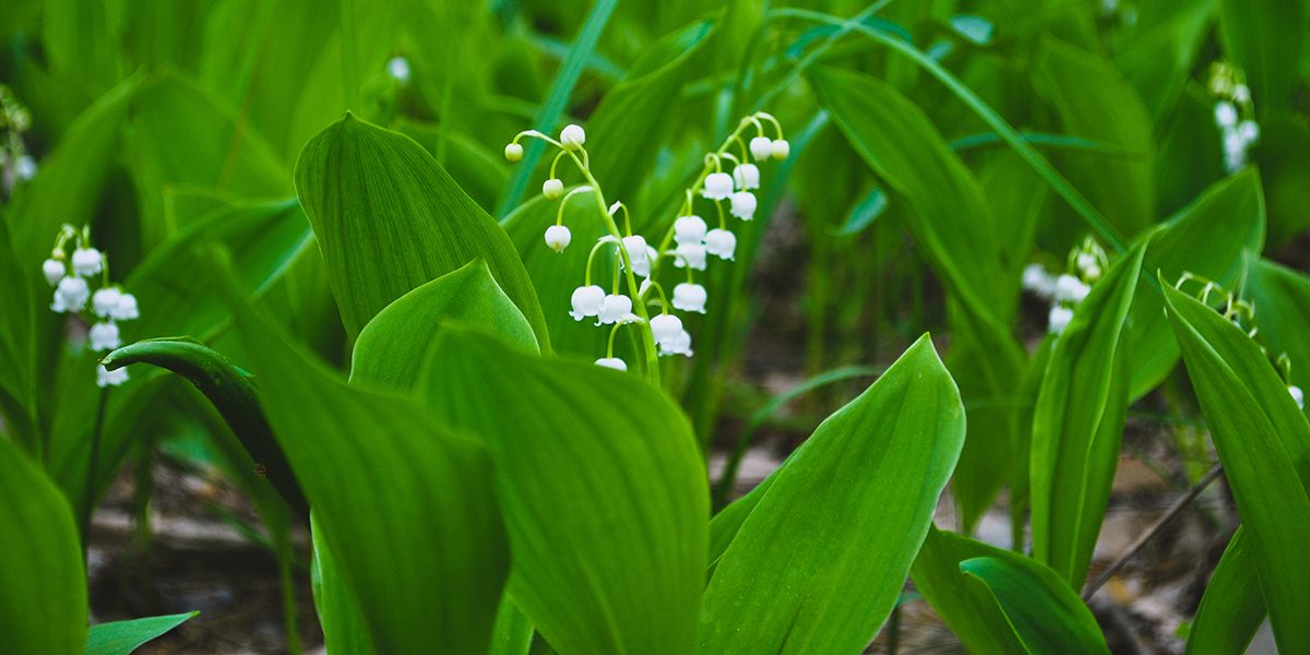 Quand et comment diviser le muguet ? Pourquoi cette technique est très intéressante ?