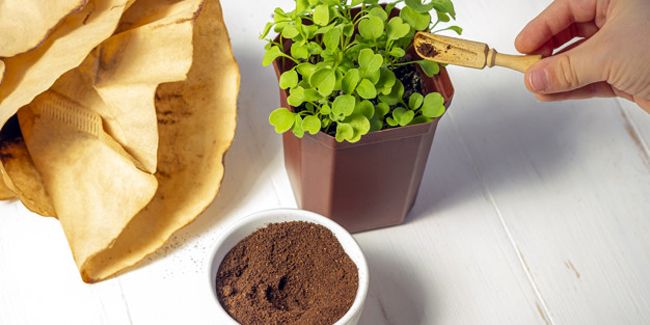 Les secrets du marc de café : un allié pour le jardin et la maison