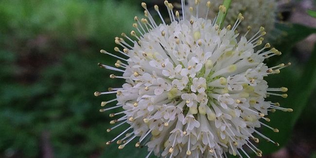 À la découverte du bois-bouton (Cephalanthus occidentalis)
