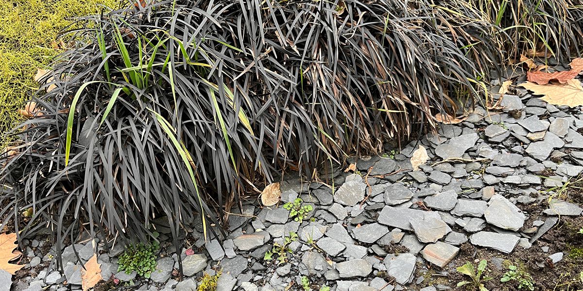 Paillis d'ardoise : une beauté durable au service de votre jardin face au climat