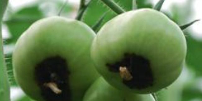 distinguer le cul noir de la tomate de l'alternariose : guide complet