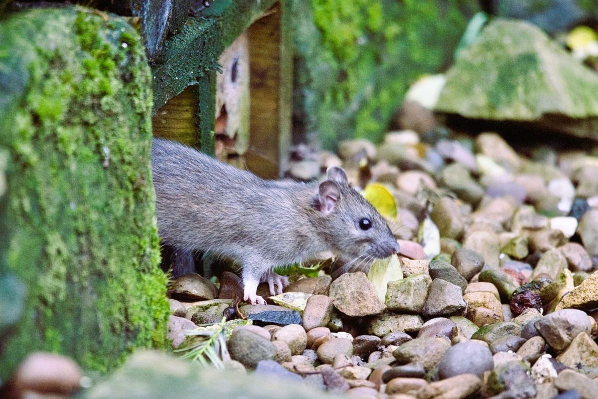 les astuces surprenantes pour éloigner les rats de votre jardin