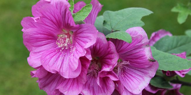 La lavatère arbustive : un bijou mauve pour votre jardin