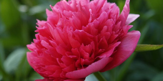 La pivoine officinale : un remède naturel contre les convulsions