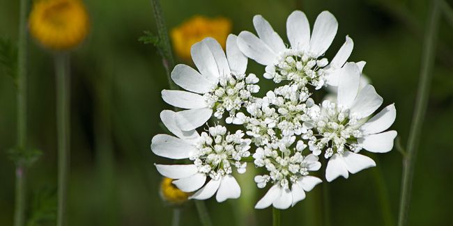 La caucalis à grandes fleurs, une alliée des jardins secs